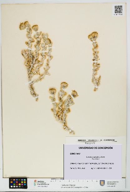 Senecio eriophyton [Espécimen: UDEC:CONC:0071417]