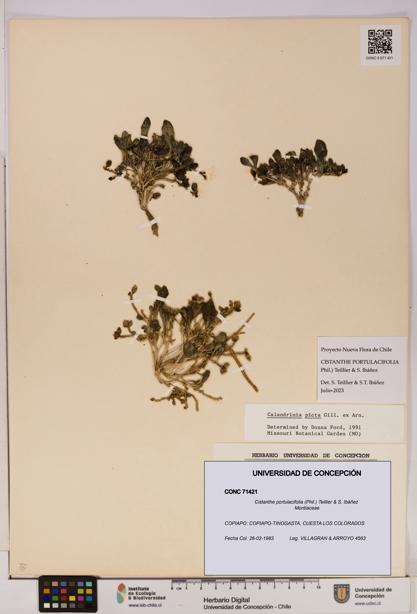 Cistanthe portulacifolia [Espécimen: UDEC:CONC:0071421]