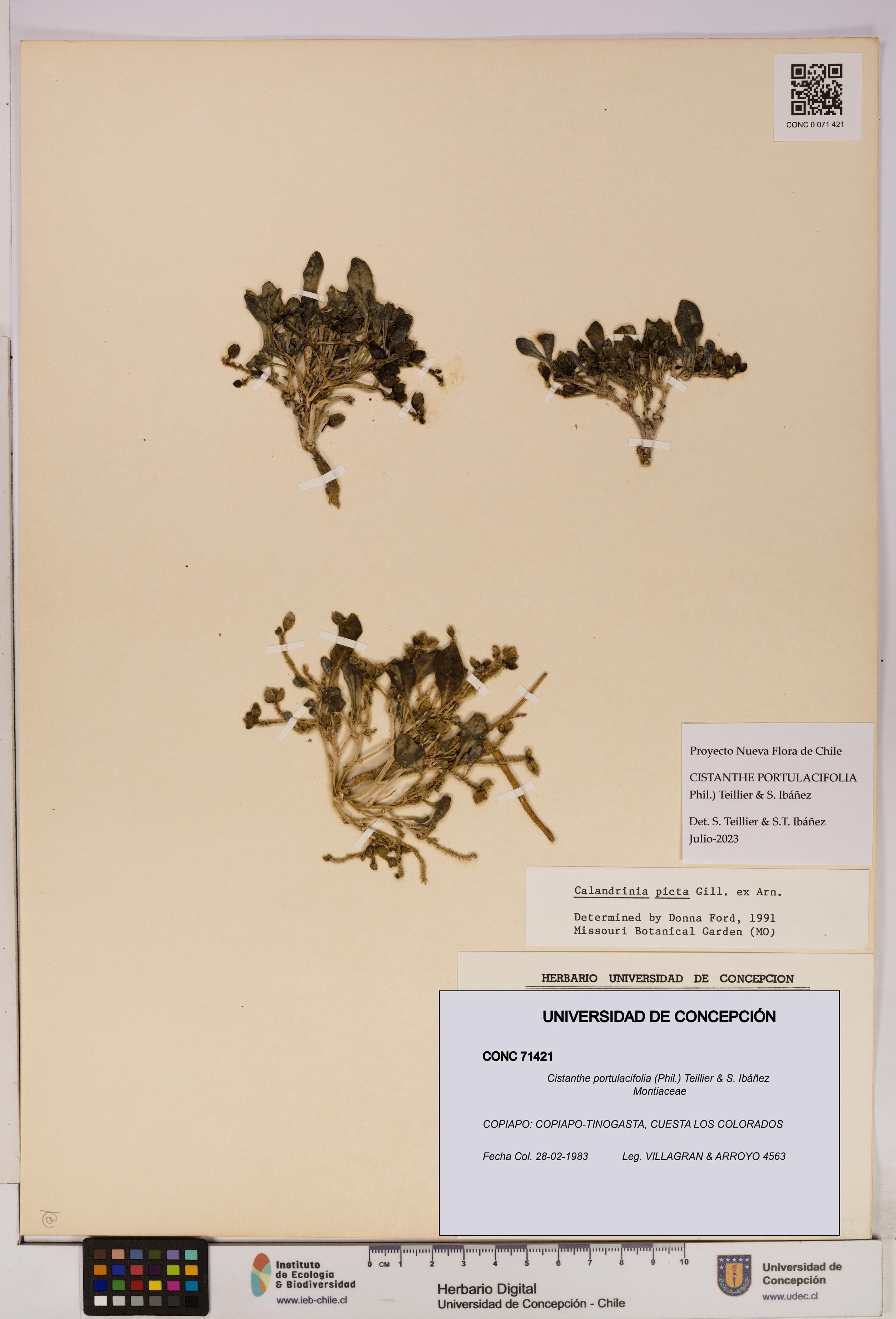 Cistanthe portulacifolia [Espécimen: UDEC:CONC:0071421]