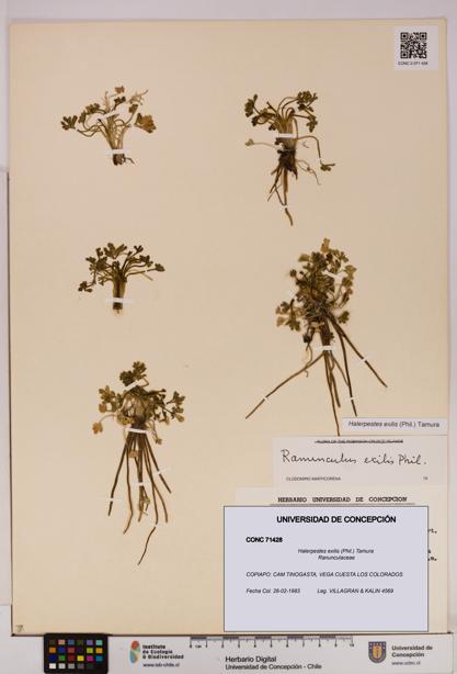 Halerpestes exilis [Espécimen: UDEC:CONC:0071428]