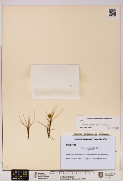 Carex melanocystis [Espécimen: UDEC:CONC:0071430]