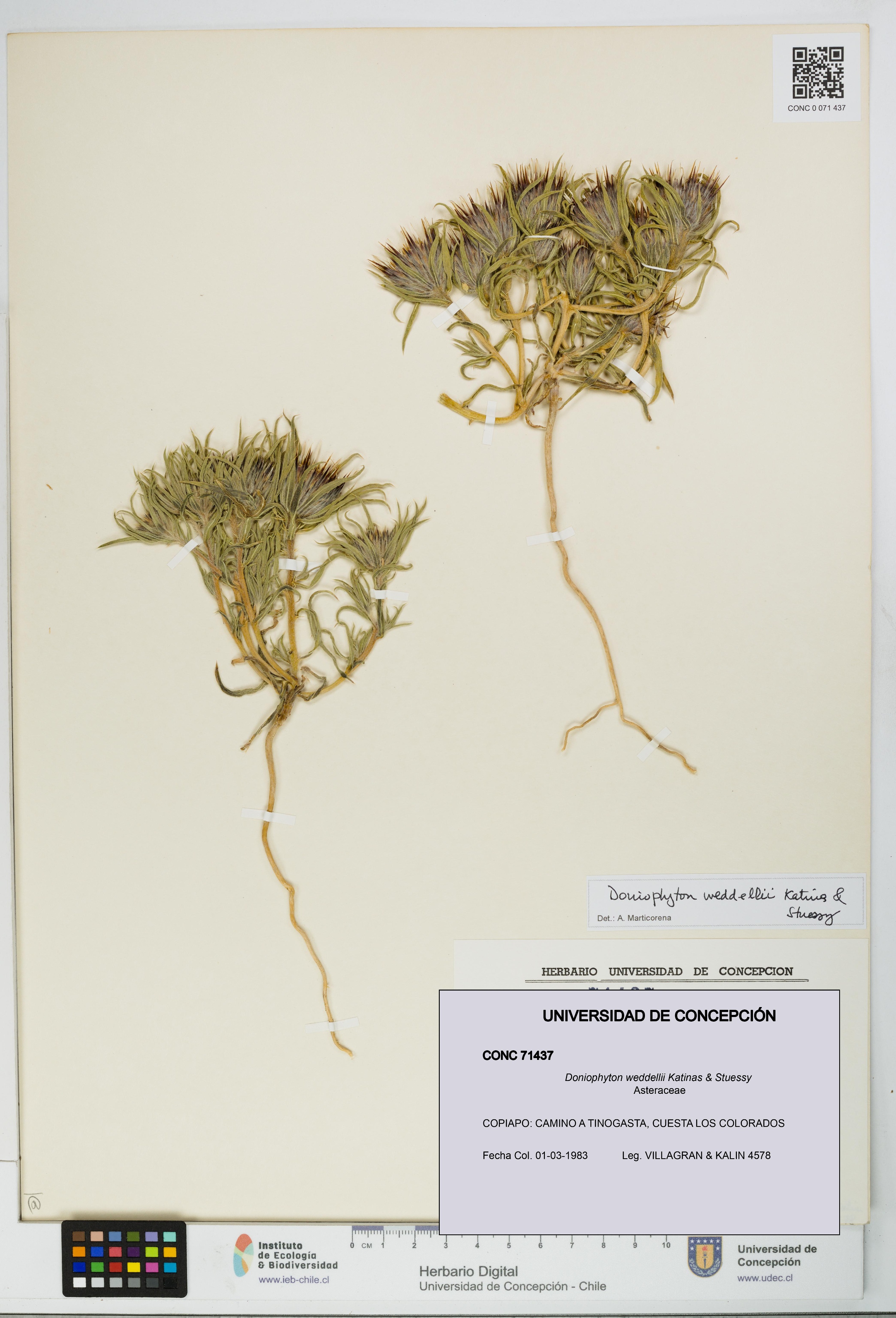 Doniophyton weddellii [Espécimen: UDEC:CONC:0071437]