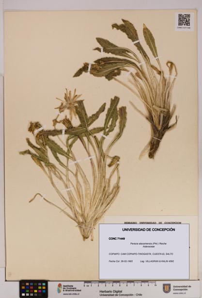 Perezia atacamensis [Espécimen: UDEC:CONC:0071449]