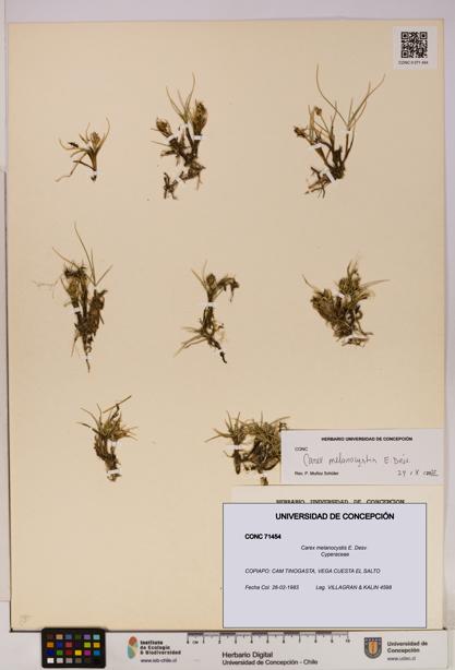 Carex melanocystis [Espécimen: UDEC:CONC:0071454]