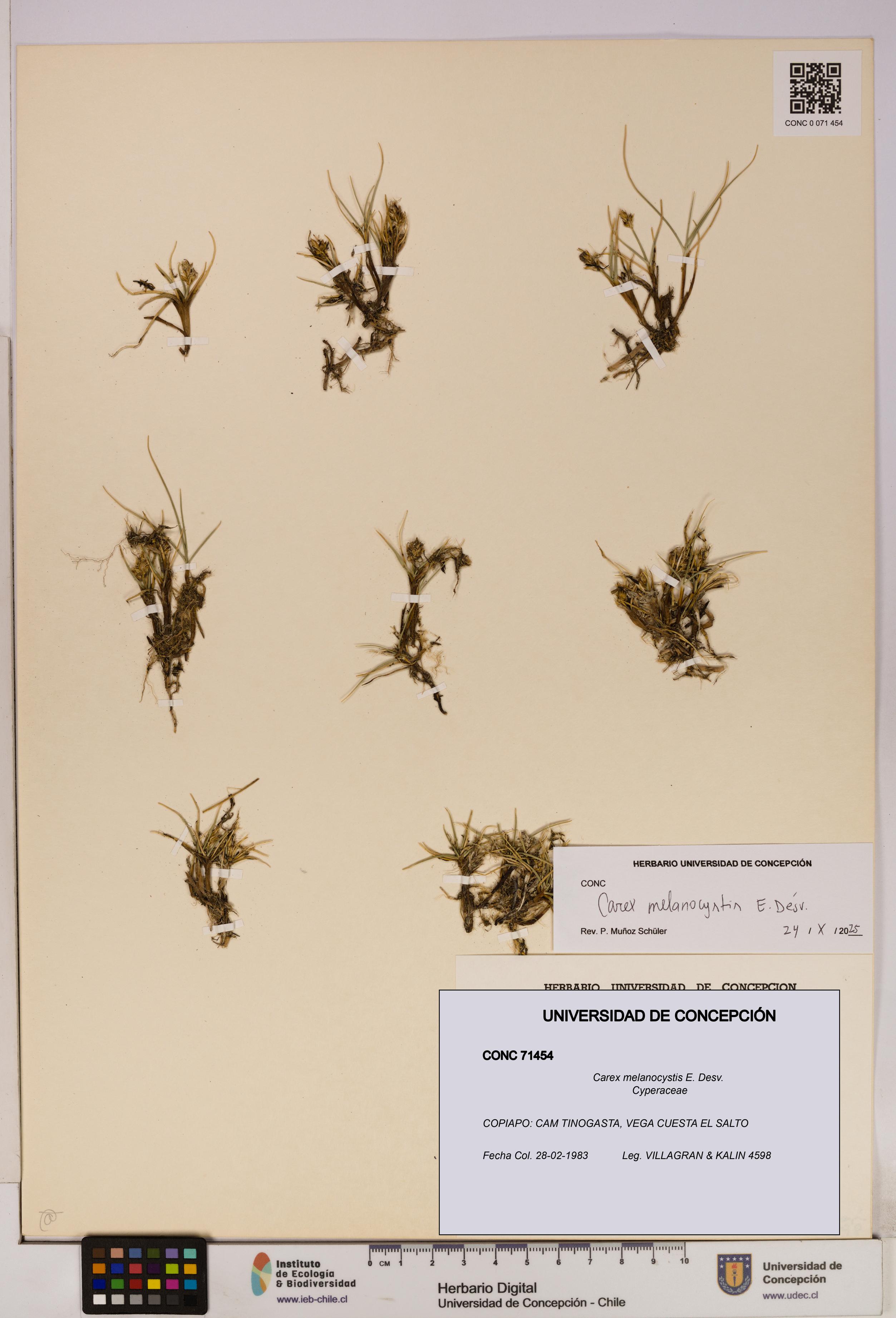 Carex melanocystis [Espécimen: UDEC:CONC:0071454]