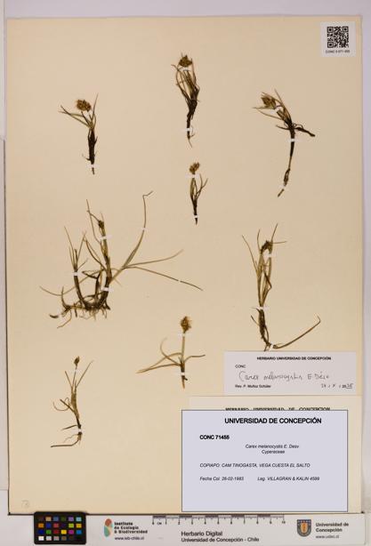 Carex melanocystis [Espécimen: UDEC:CONC:0071455]