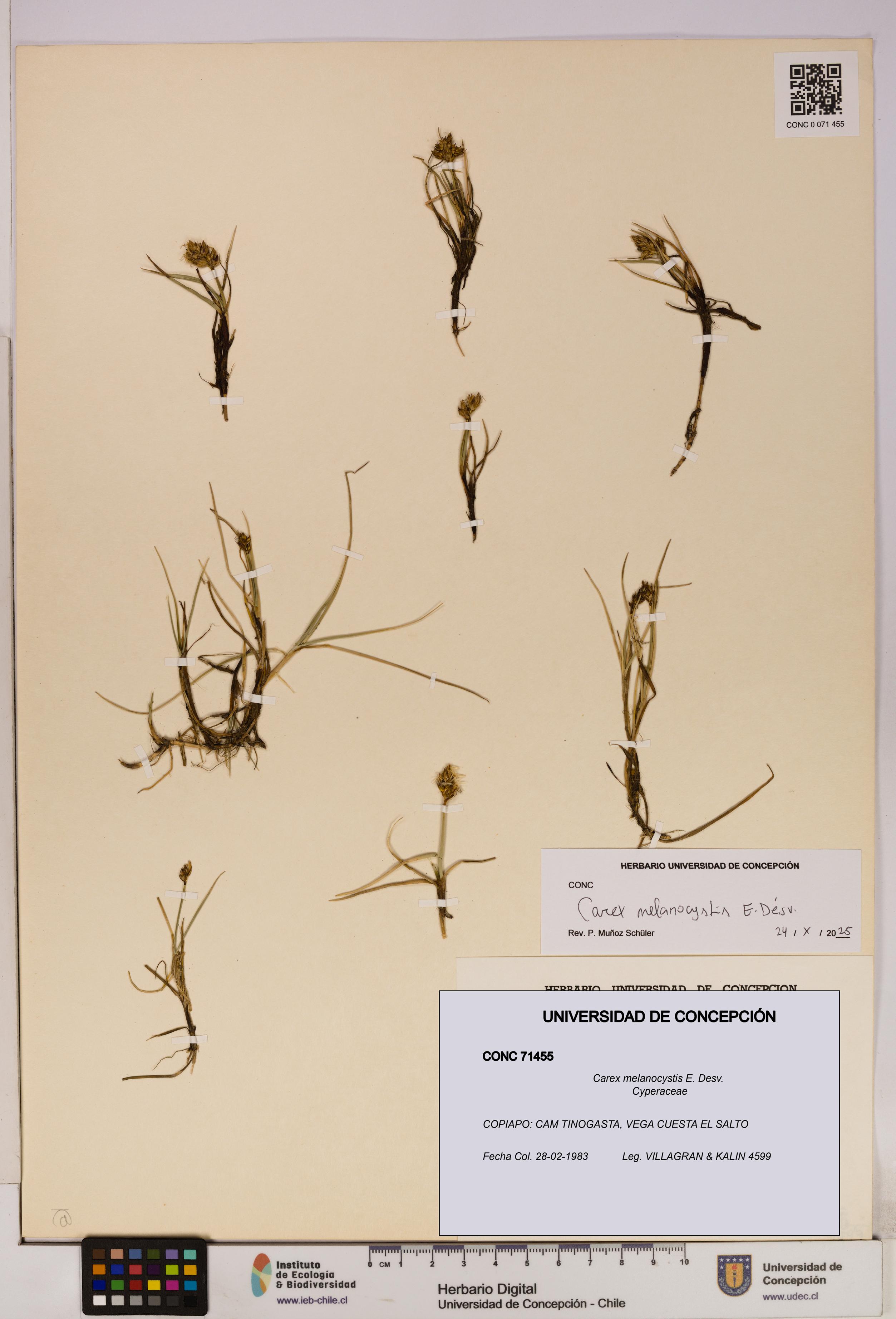 Carex melanocystis [Espécimen: UDEC:CONC:0071455]