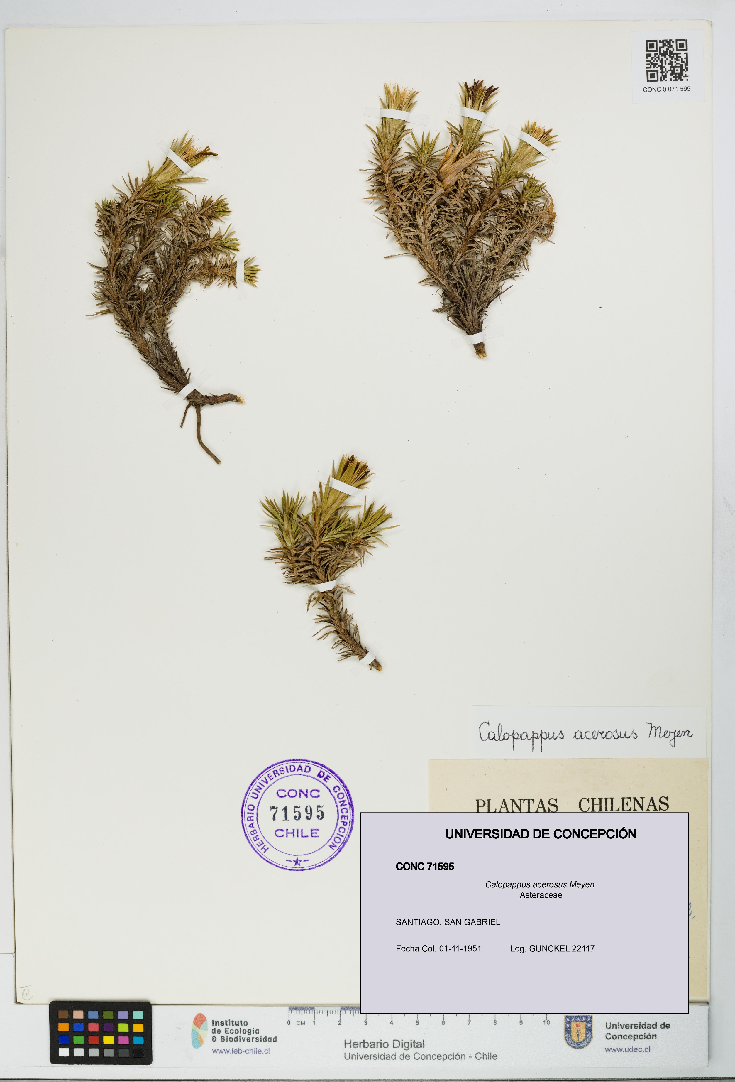 Calopappus acerosus [Espécimen: ]