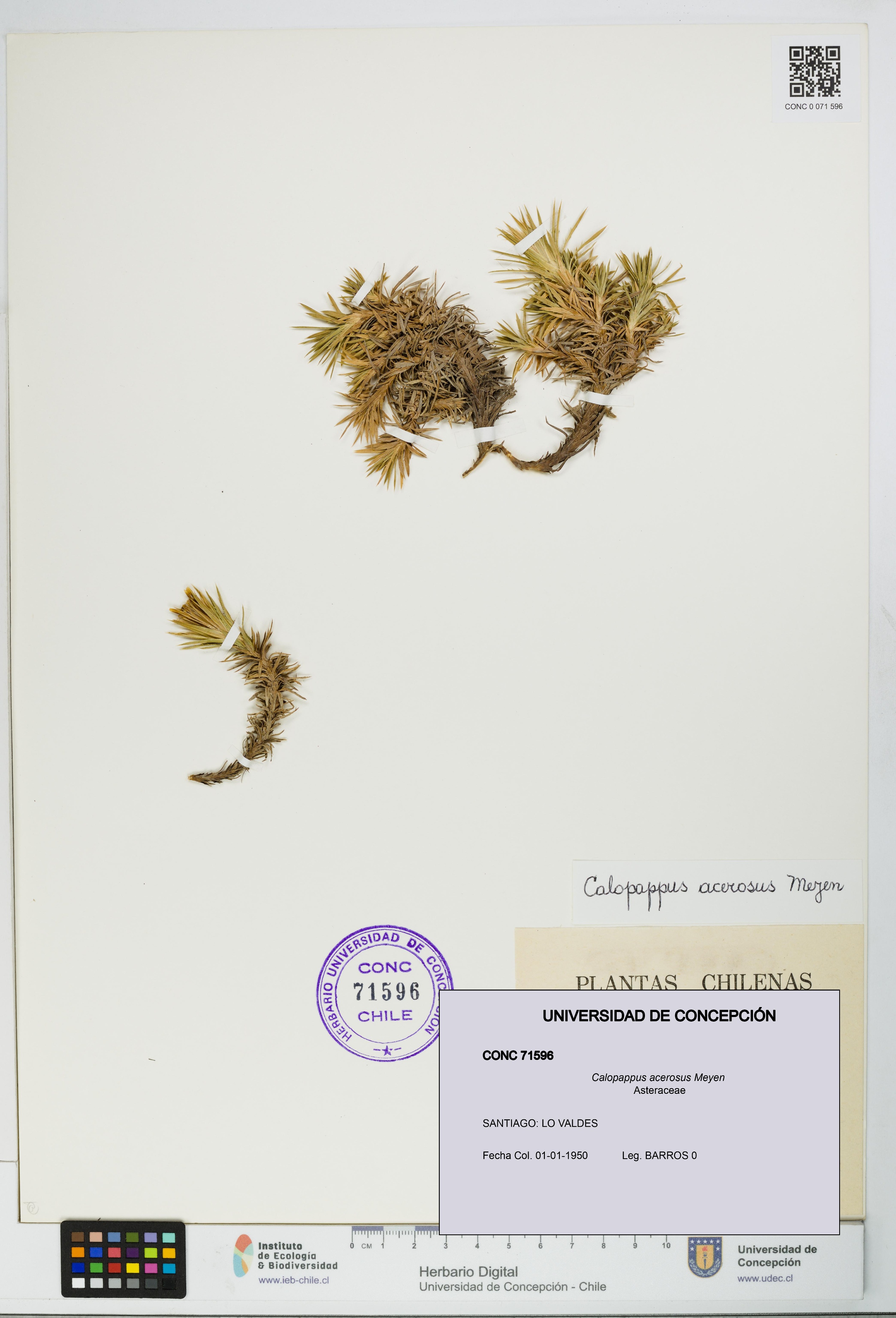 Calopappus acerosus [Espécimen: ]