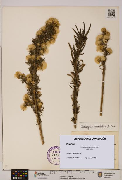 Pleocarphus revolutus [Espécimen: UDEC:CONC:0071597]