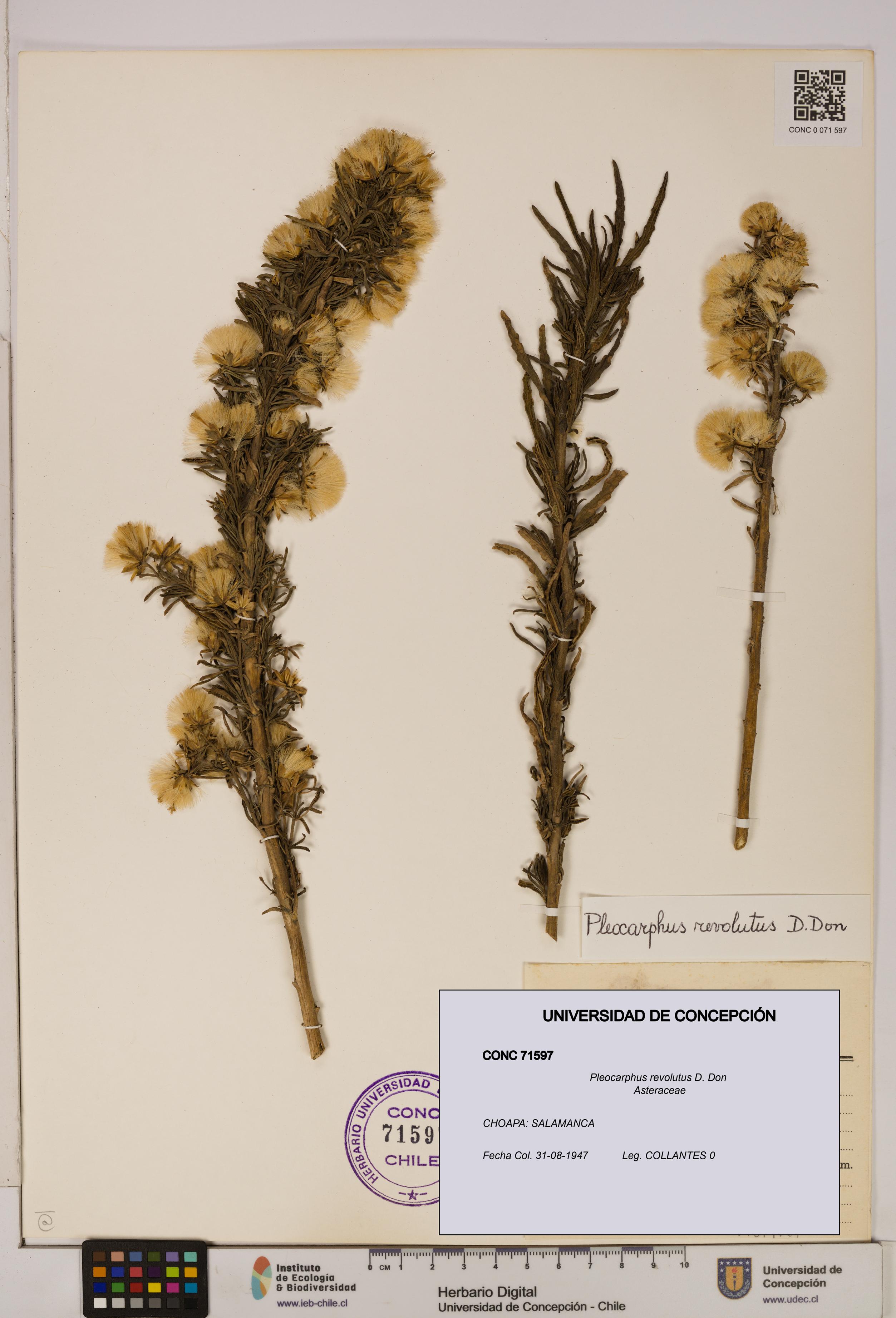 Pleocarphus revolutus [Espécimen: UDEC:CONC:0071597]
