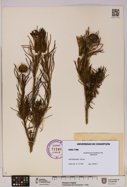 Gypothamnium pinifolium [Espécimen: UDEC:CONC:0071598]