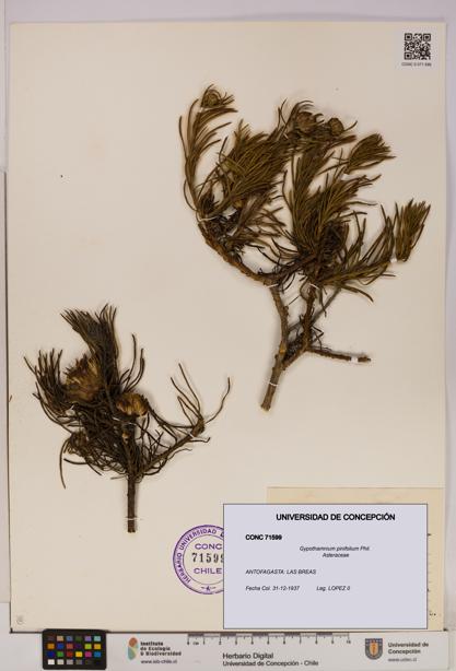 Gypothamnium pinifolium [Espécimen: UDEC:CONC:0071599]