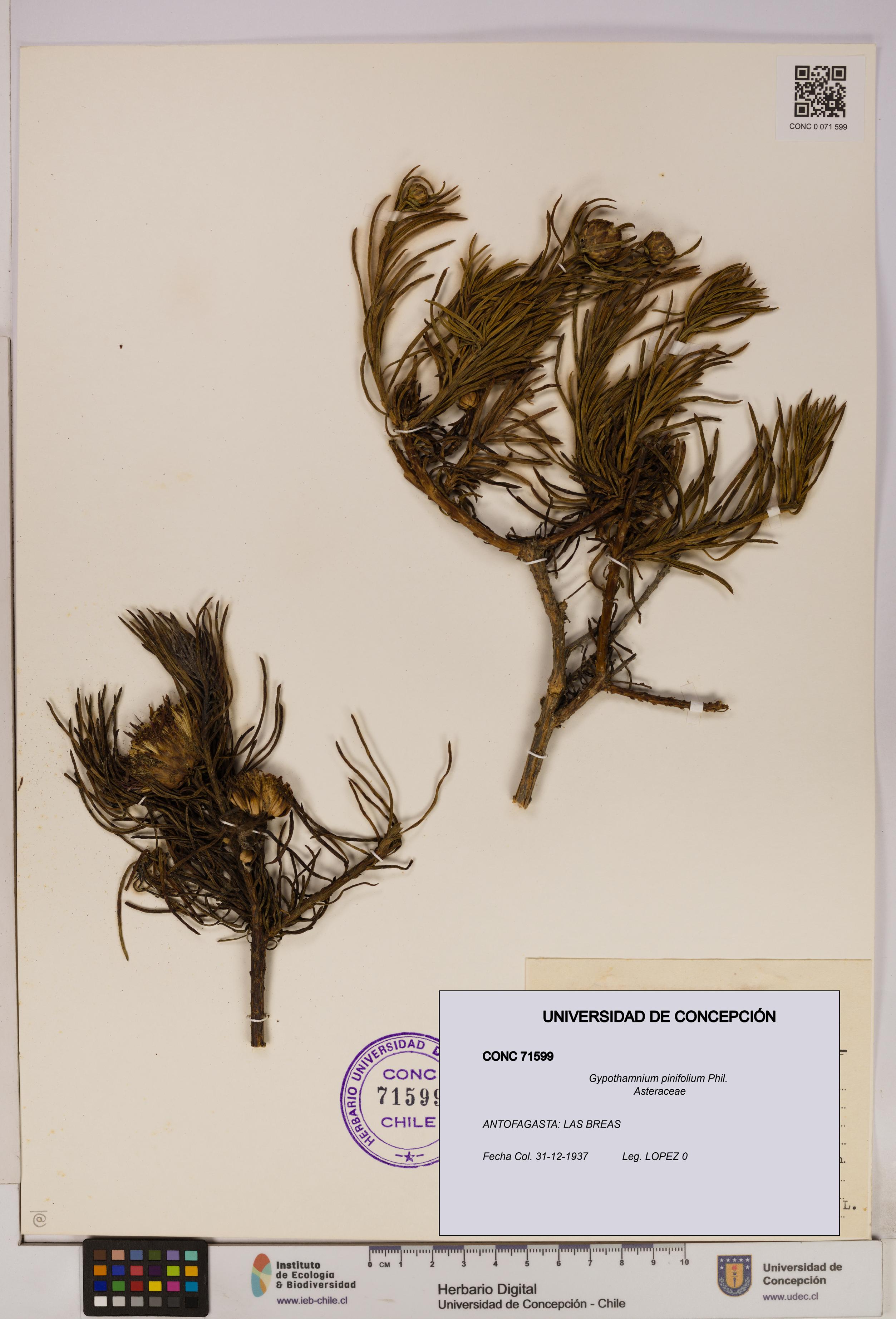 Gypothamnium pinifolium [Espécimen: UDEC:CONC:0071599]