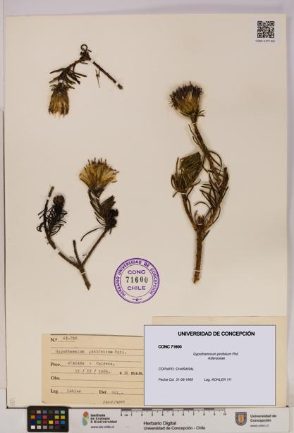Gypothamnium pinifolium [Espécimen: UDEC:CONC:0071600]