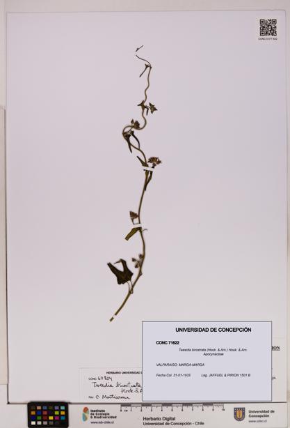 Tweedia birostrata [Espécimen: UDEC:CONC:0071622]