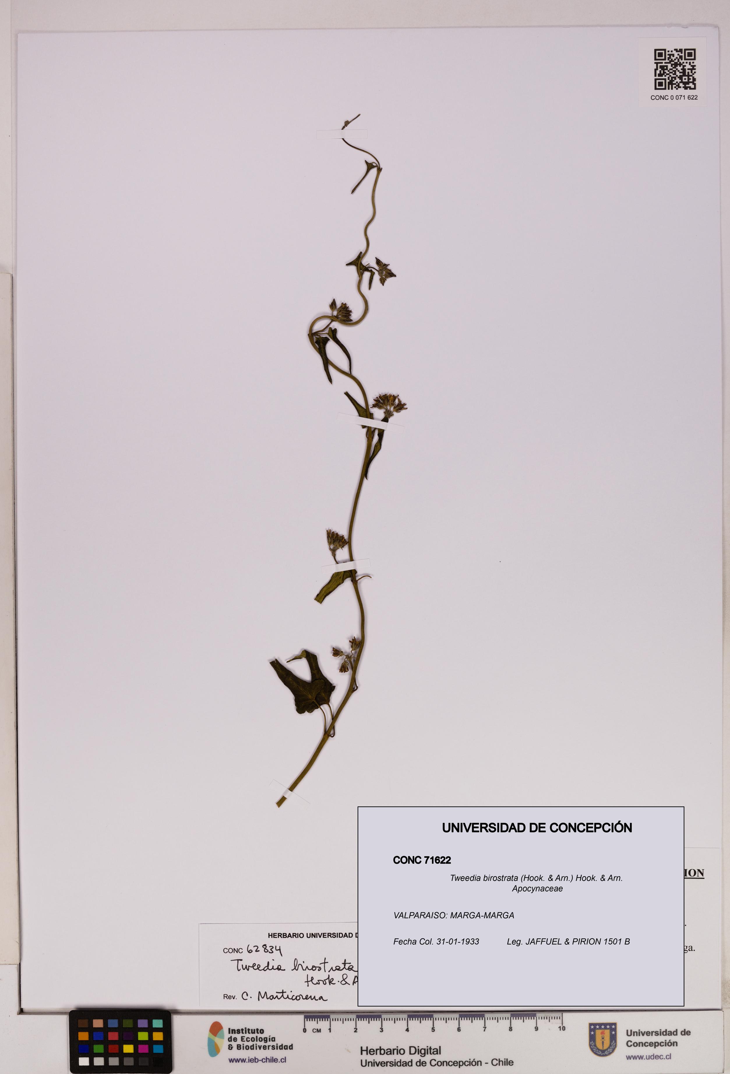 Tweedia birostrata [Espécimen: UDEC:CONC:0071622]