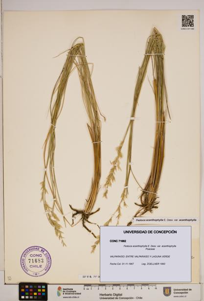 Festuca acanthophylla var. acanthophylla [Espécimen: ]