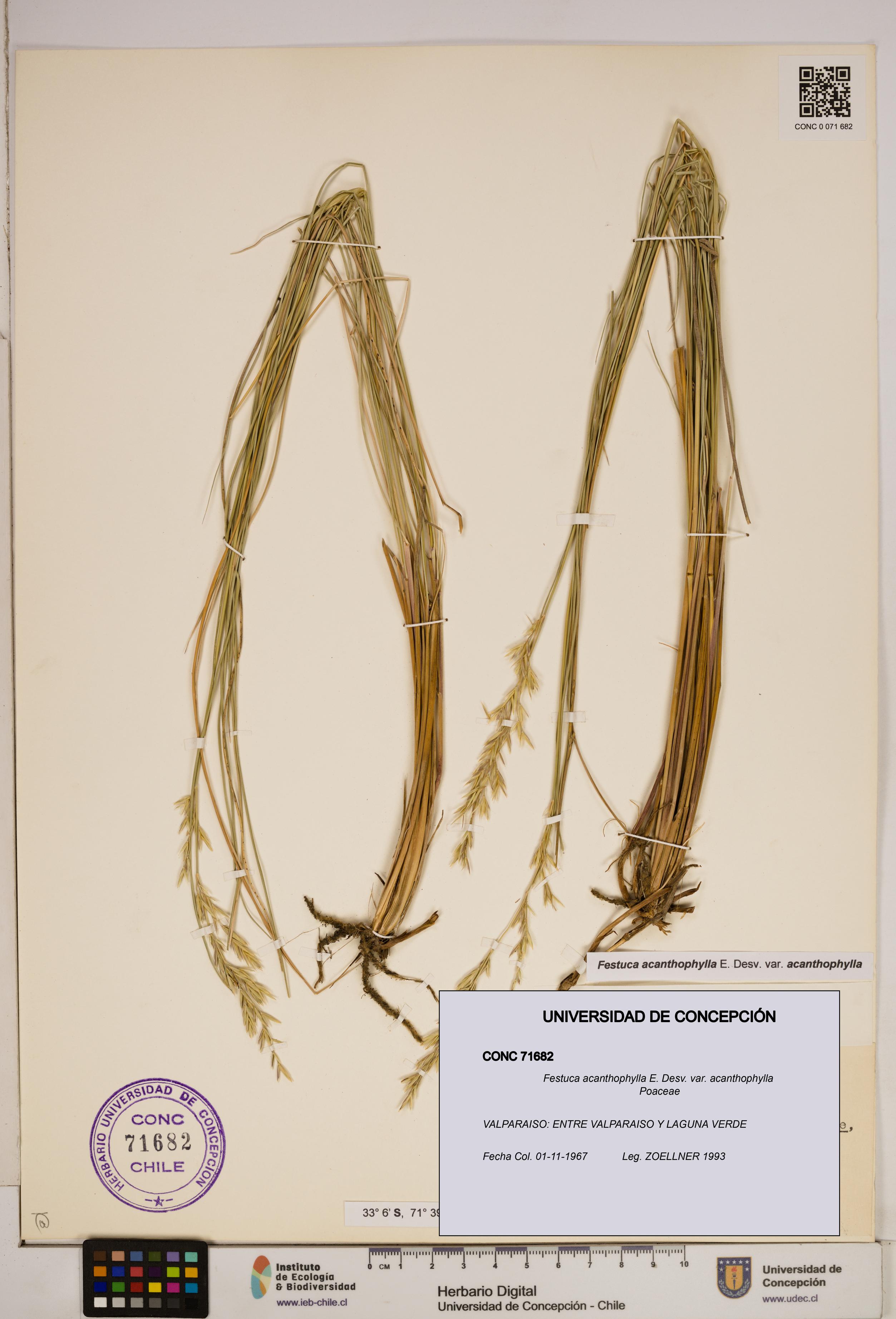 Festuca acanthophylla var. acanthophylla [Espécimen: ]