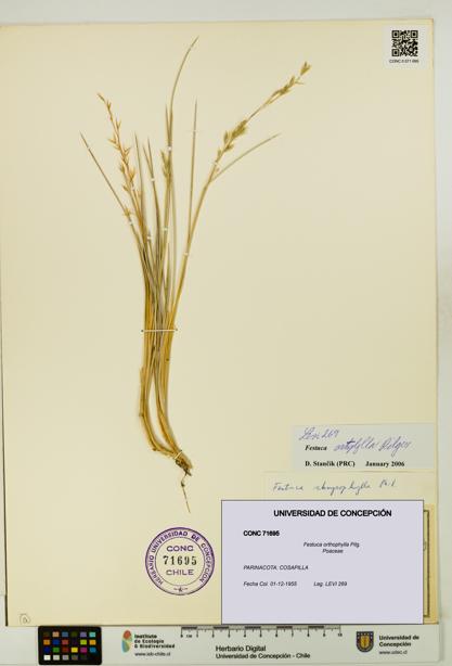 Festuca orthophylla [Espécimen: UDEC:CONC:0071695]