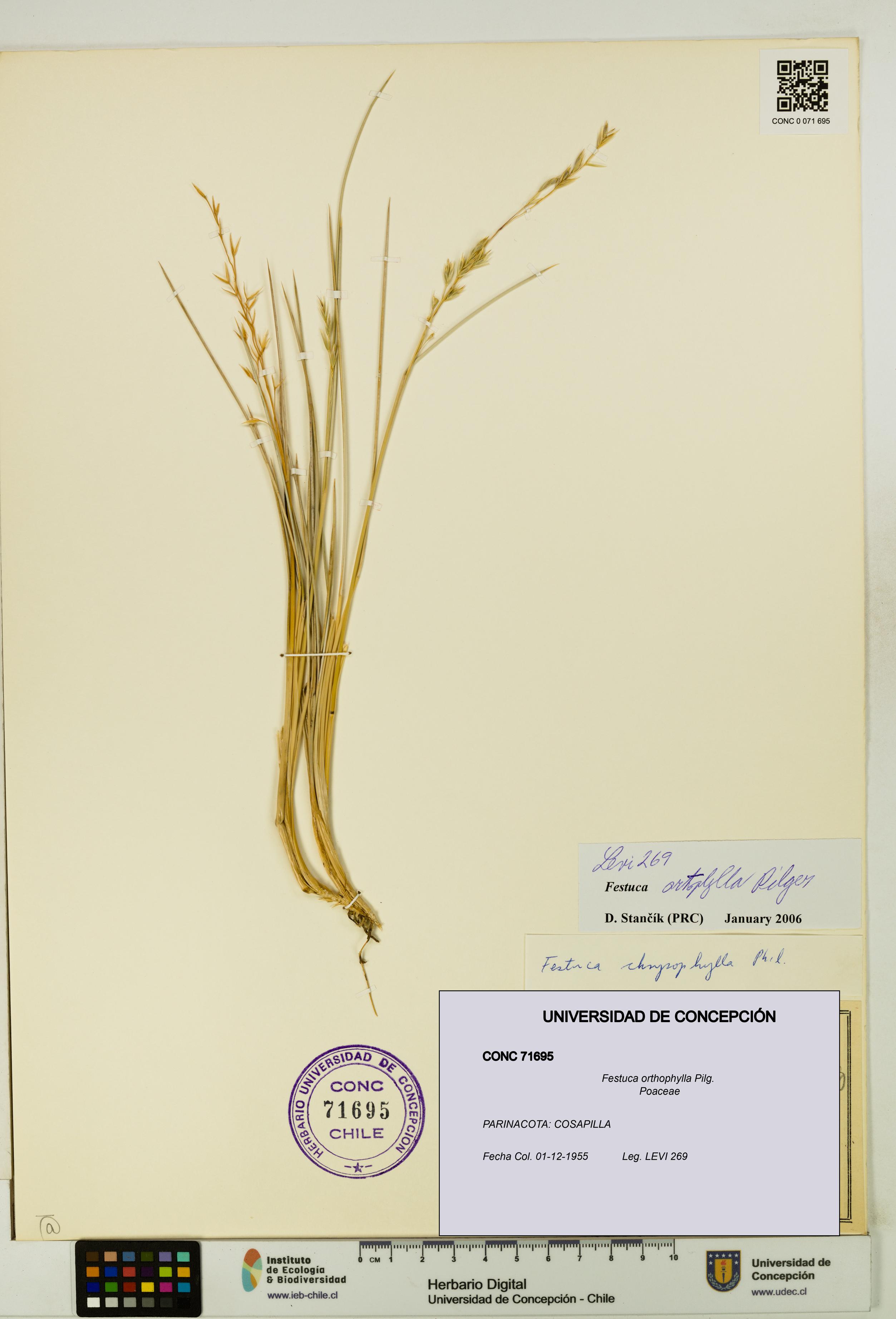Festuca orthophylla [Espécimen: UDEC:CONC:0071695]