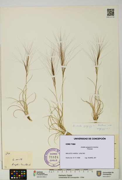 Aristida spegazzinii [Espécimen: UDEC:CONC:0071824]