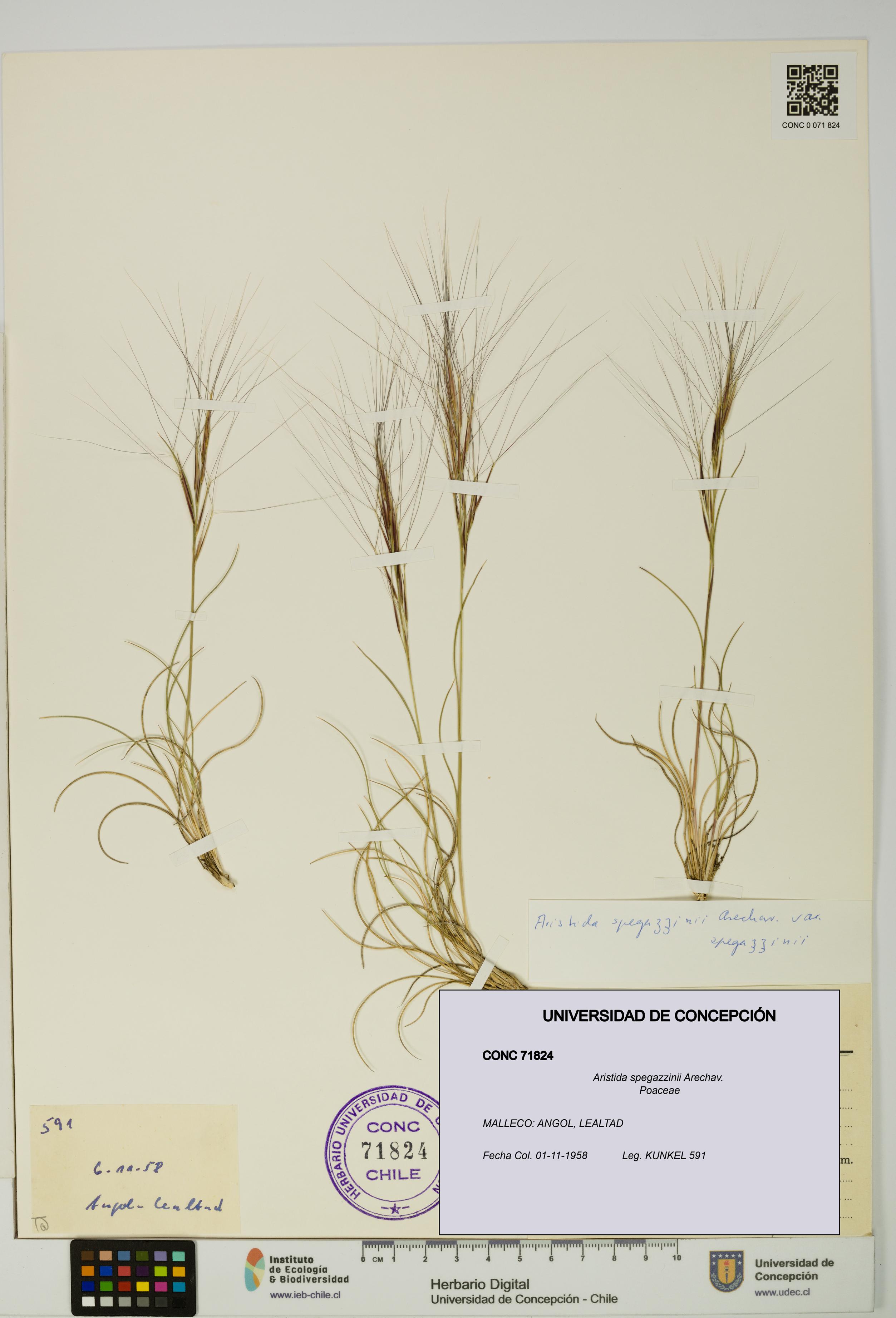 Aristida spegazzinii [Espécimen: UDEC:CONC:0071824]