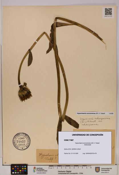 Hypochaeris scorzonerae [Espécimen: UDEC:CONC:0071827]