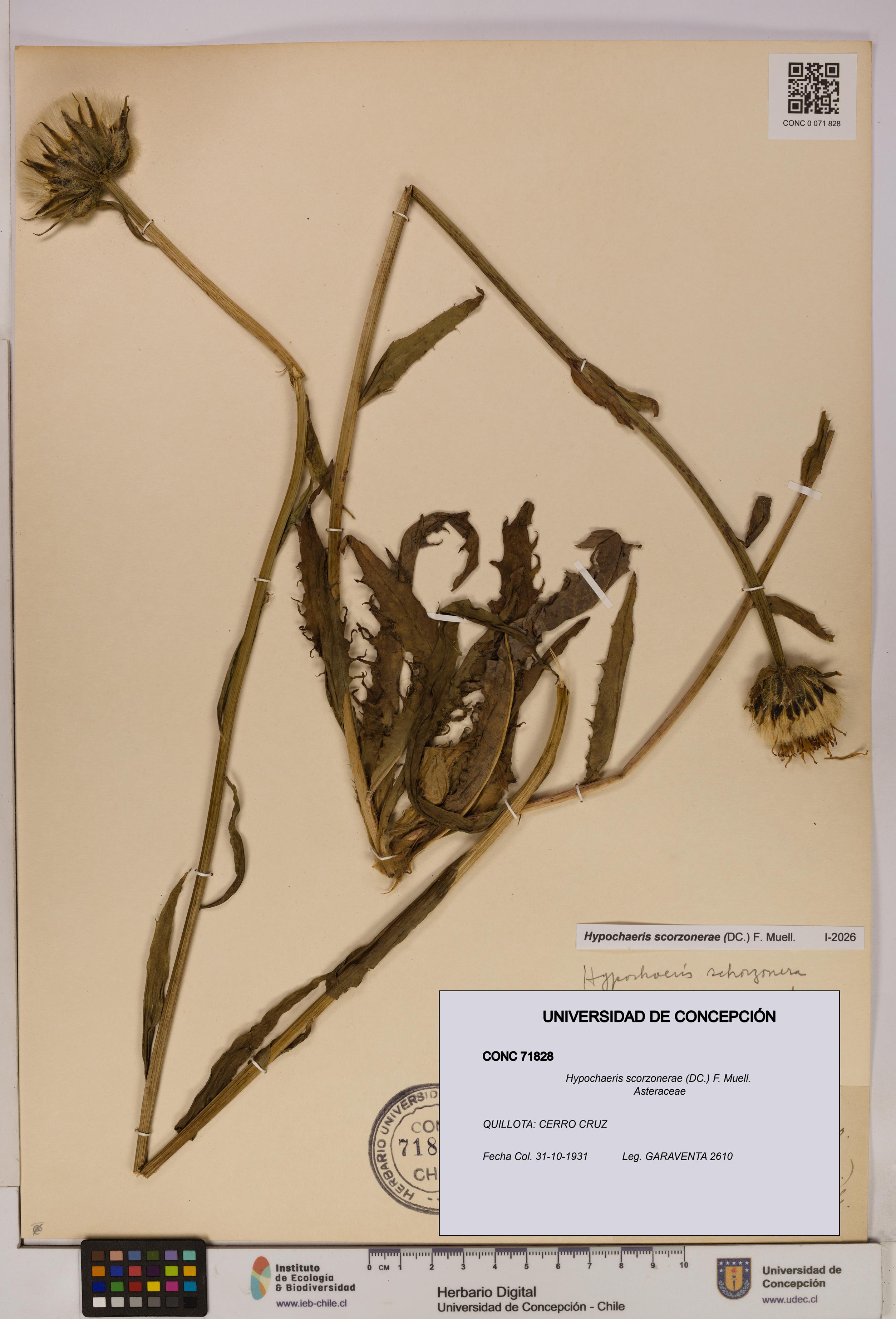 Hypochaeris scorzonerae [Espécimen: UDEC:CONC:0071828]