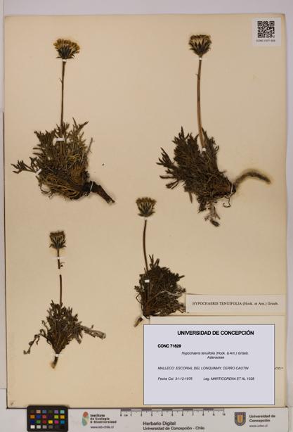 Hypochaeris tenuifolia [Espécimen: UDEC:CONC:0071829]