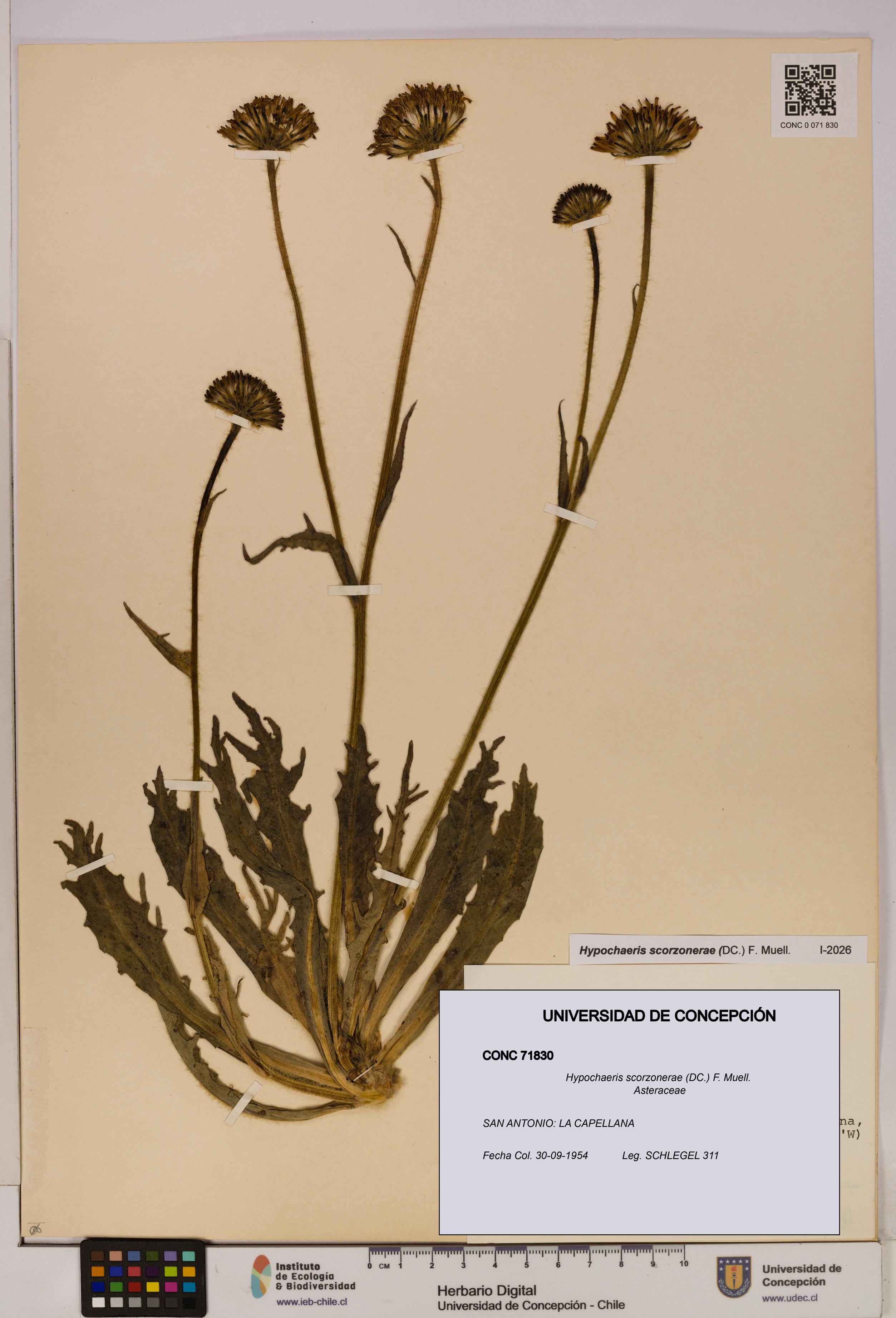 Hypochaeris scorzonerae [Espécimen: UDEC:CONC:0071830]