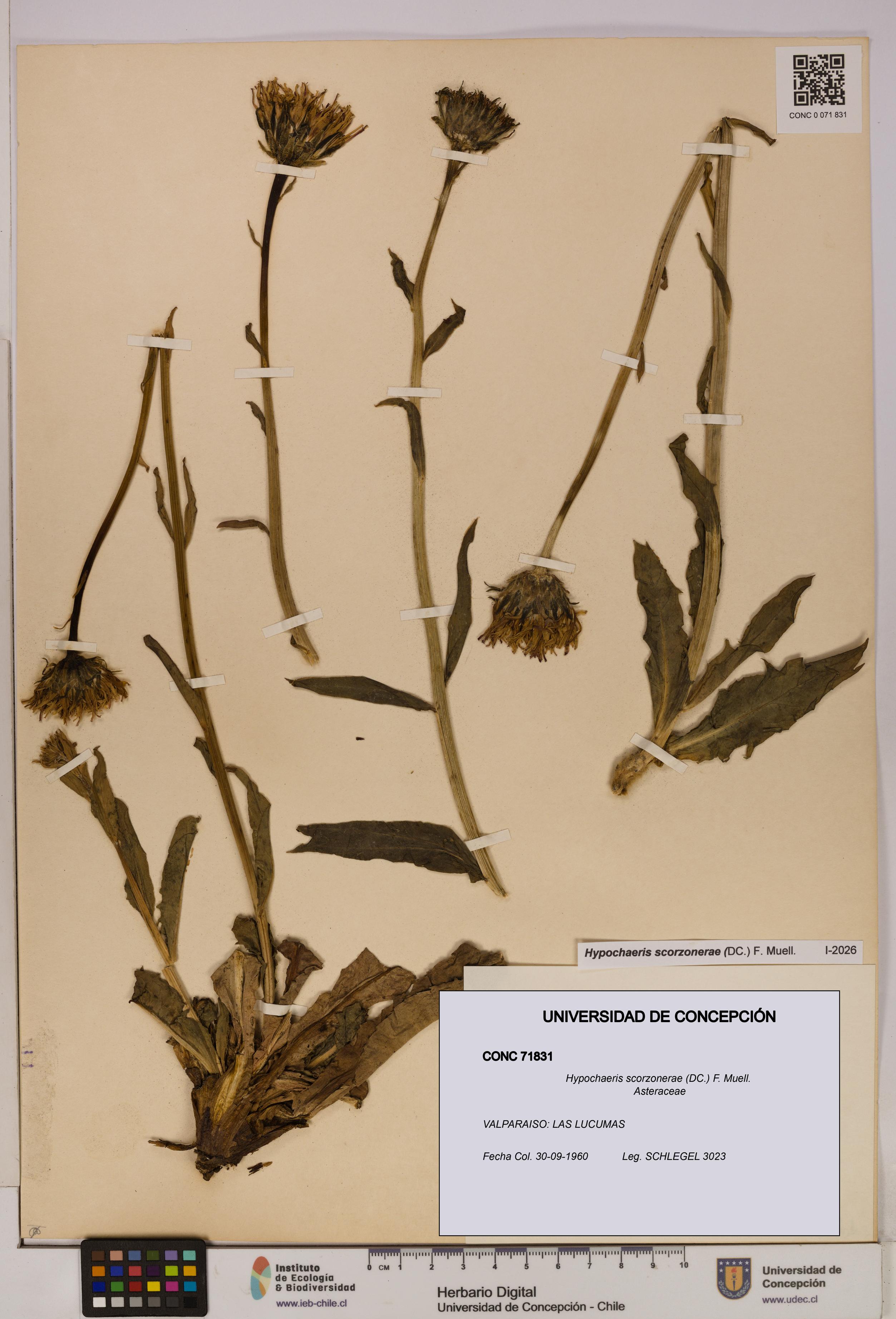 Hypochaeris scorzonerae [Espécimen: UDEC:CONC:0071831]