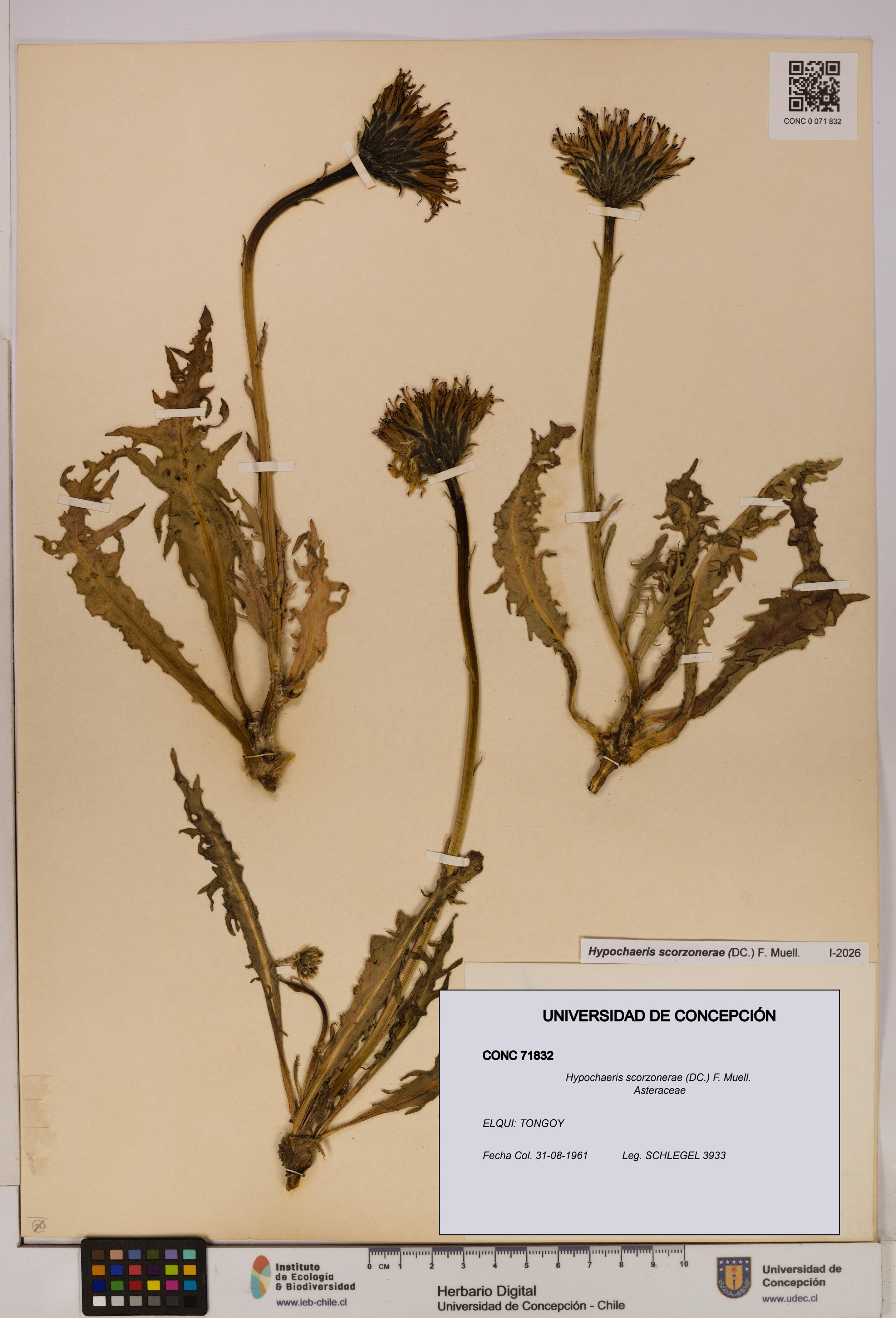 Hypochaeris scorzonerae [Espécimen: UDEC:CONC:0071832]