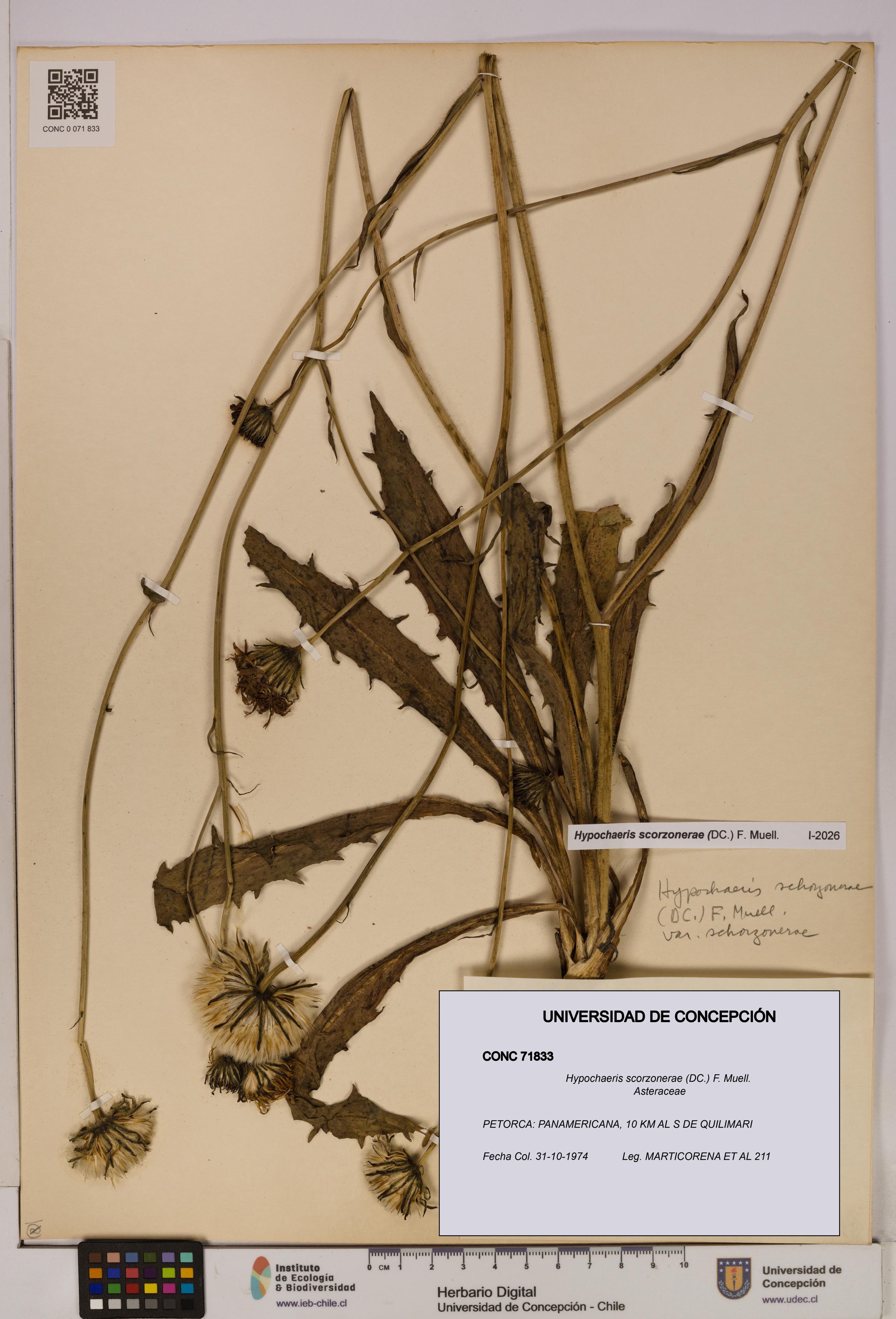 Hypochaeris scorzonerae [Espécimen: UDEC:CONC:0071833]