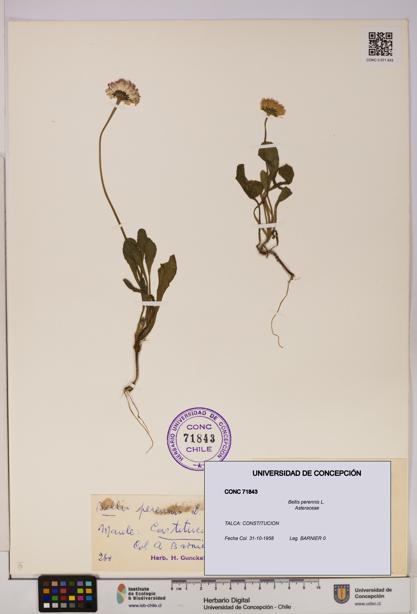 Bellis perennis [Espécimen: ]