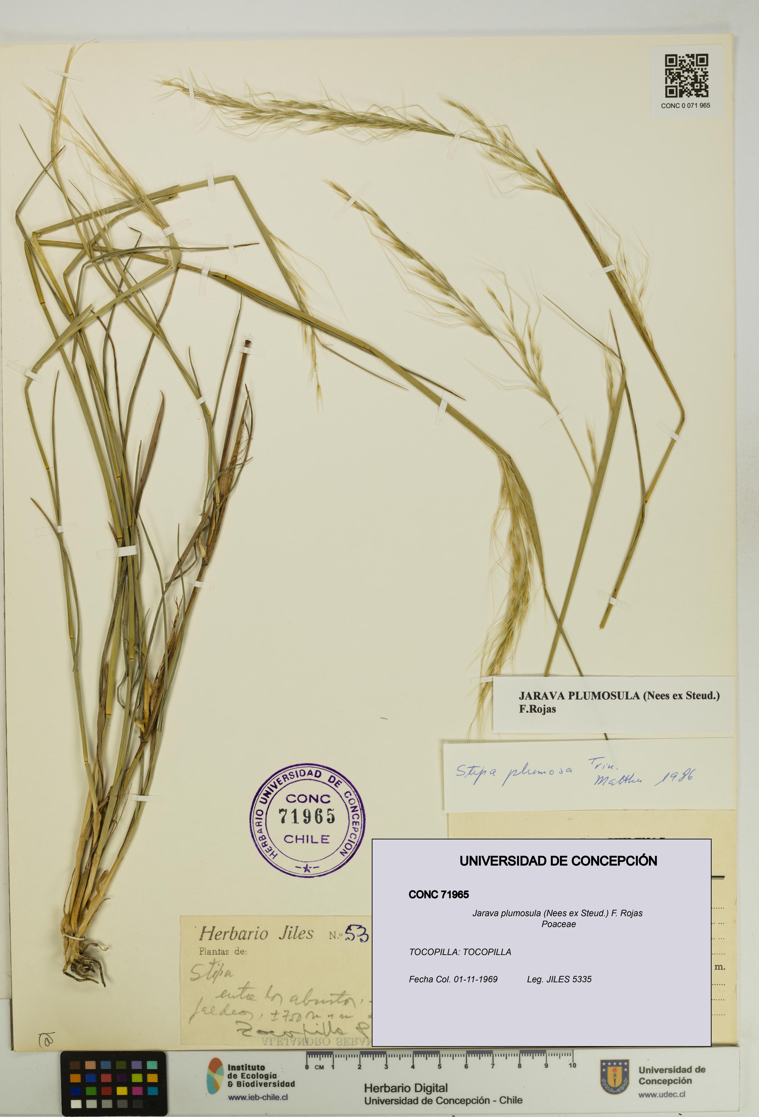 Jarava plumosula [Espécimen: UDEC:CONC:0071965]