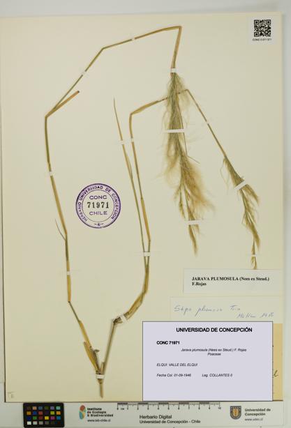 Jarava plumosula [Espécimen: UDEC:CONC:0071971]