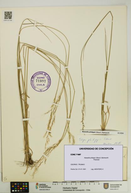 Nassella philippii [Espécimen: UDEC:CONC:0071987]