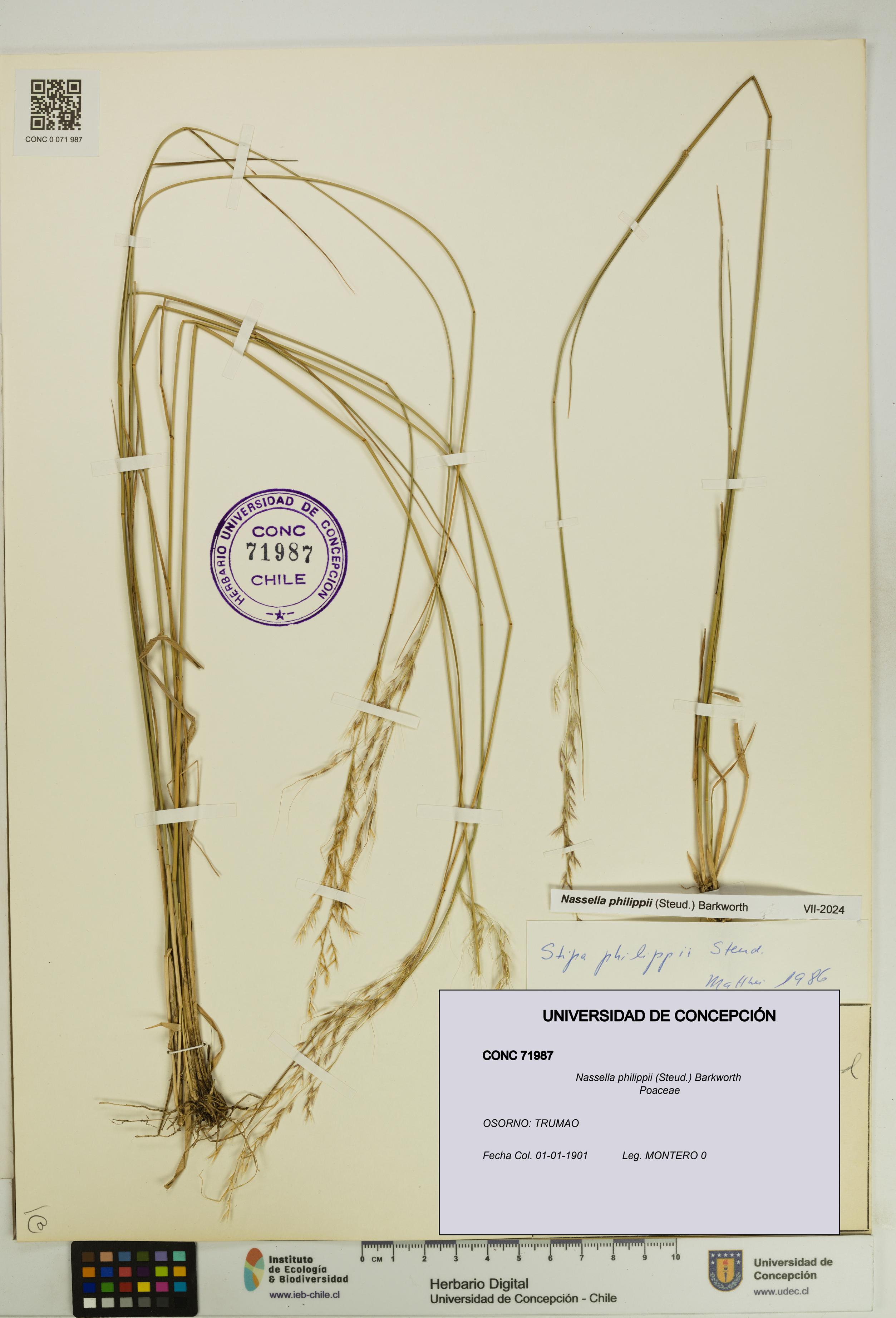 Nassella philippii [Espécimen: UDEC:CONC:0071987]