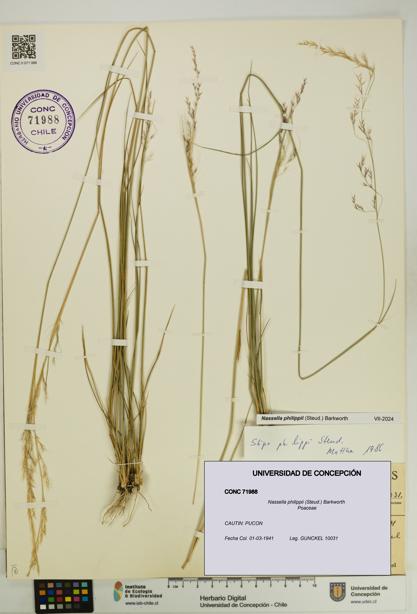 Nassella philippii [Espécimen: UDEC:CONC:0071988]