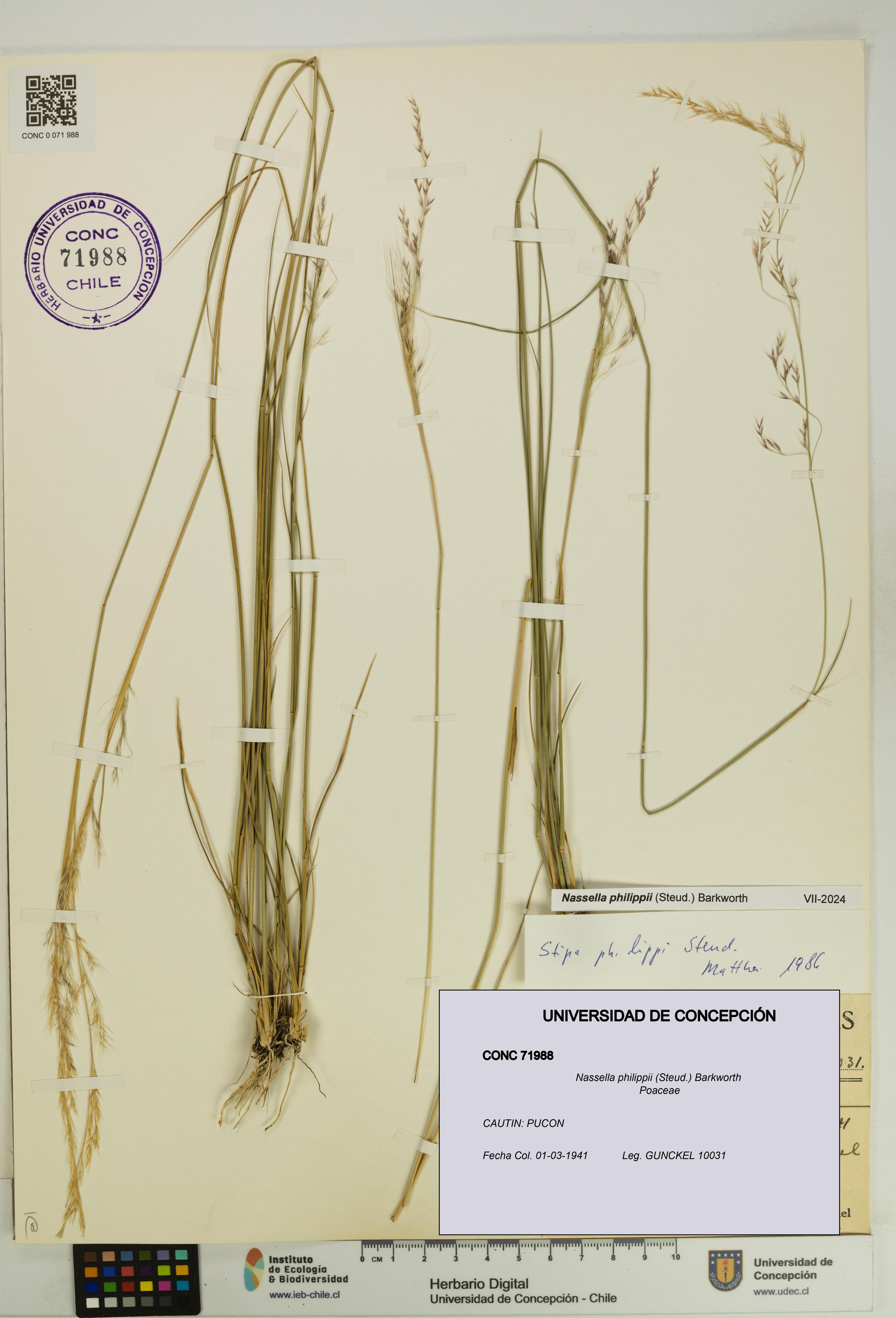 Nassella philippii [Espécimen: UDEC:CONC:0071988]