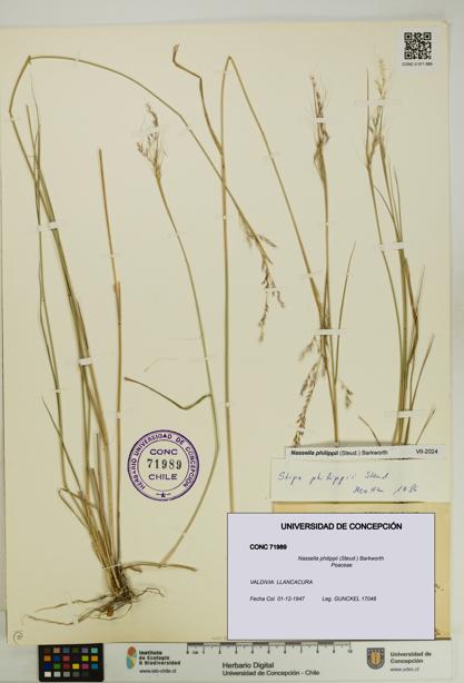 Nassella philippii [Espécimen: UDEC:CONC:0071989]