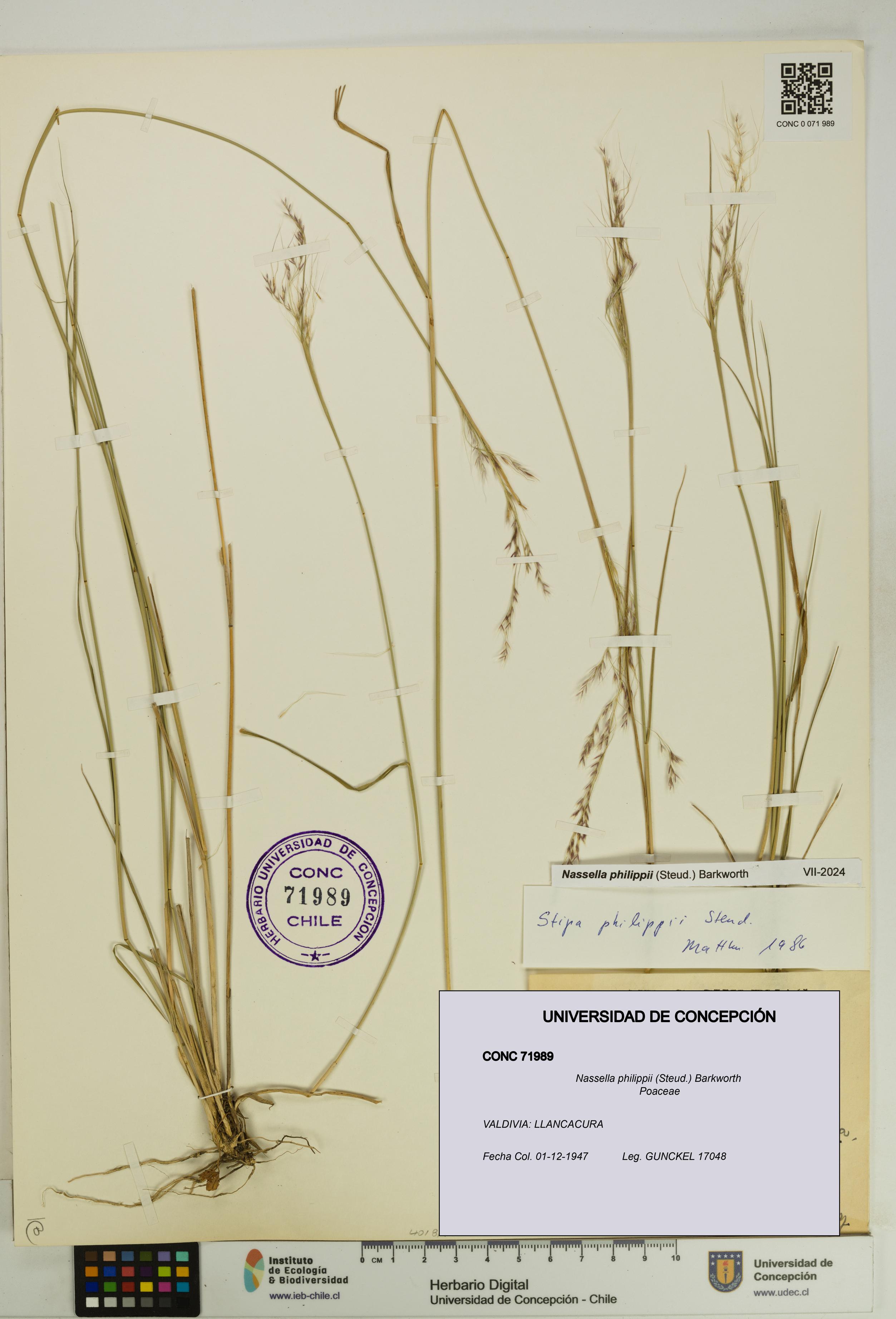 Nassella philippii [Espécimen: UDEC:CONC:0071989]