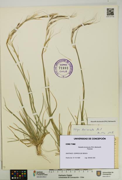 Nassella duriuscula [Espécimen: UDEC:CONC:0071992]