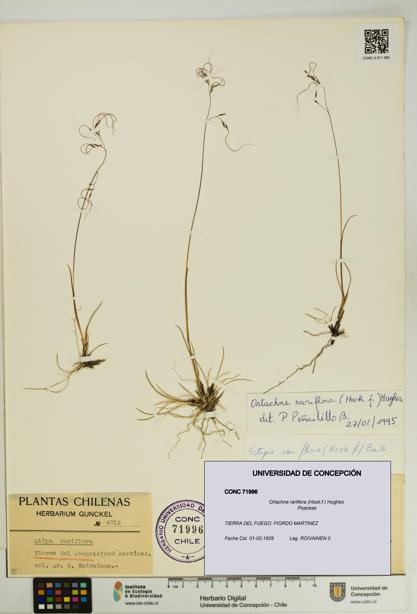 Ortachne rariflora [Espécimen: UDEC:CONC:0071996]