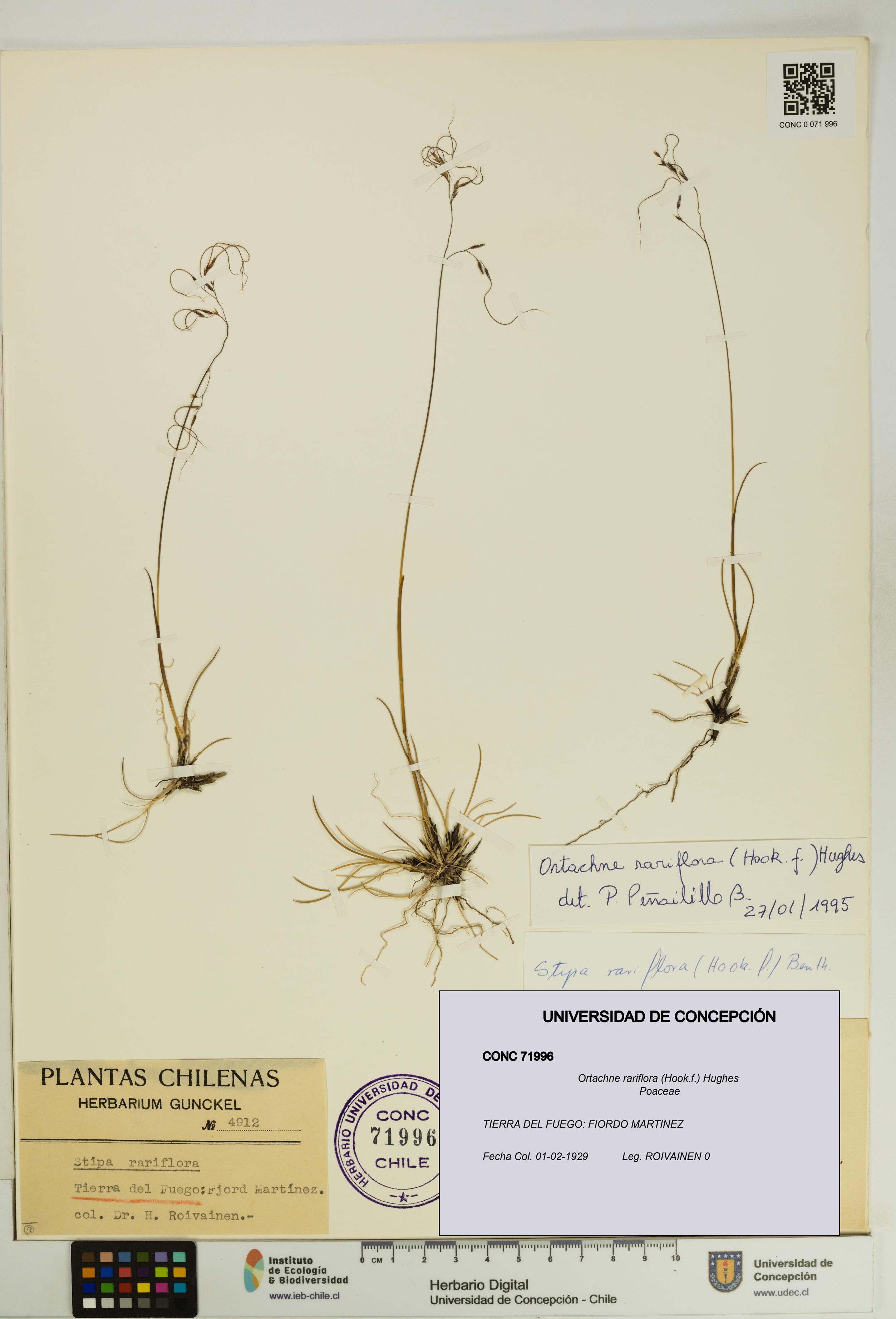 Ortachne rariflora [Espécimen: UDEC:CONC:0071996]