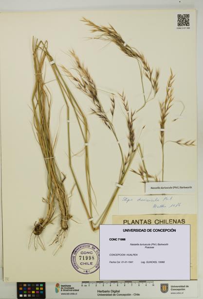 Nassella duriuscula [Espécimen: UDEC:CONC:0071998]