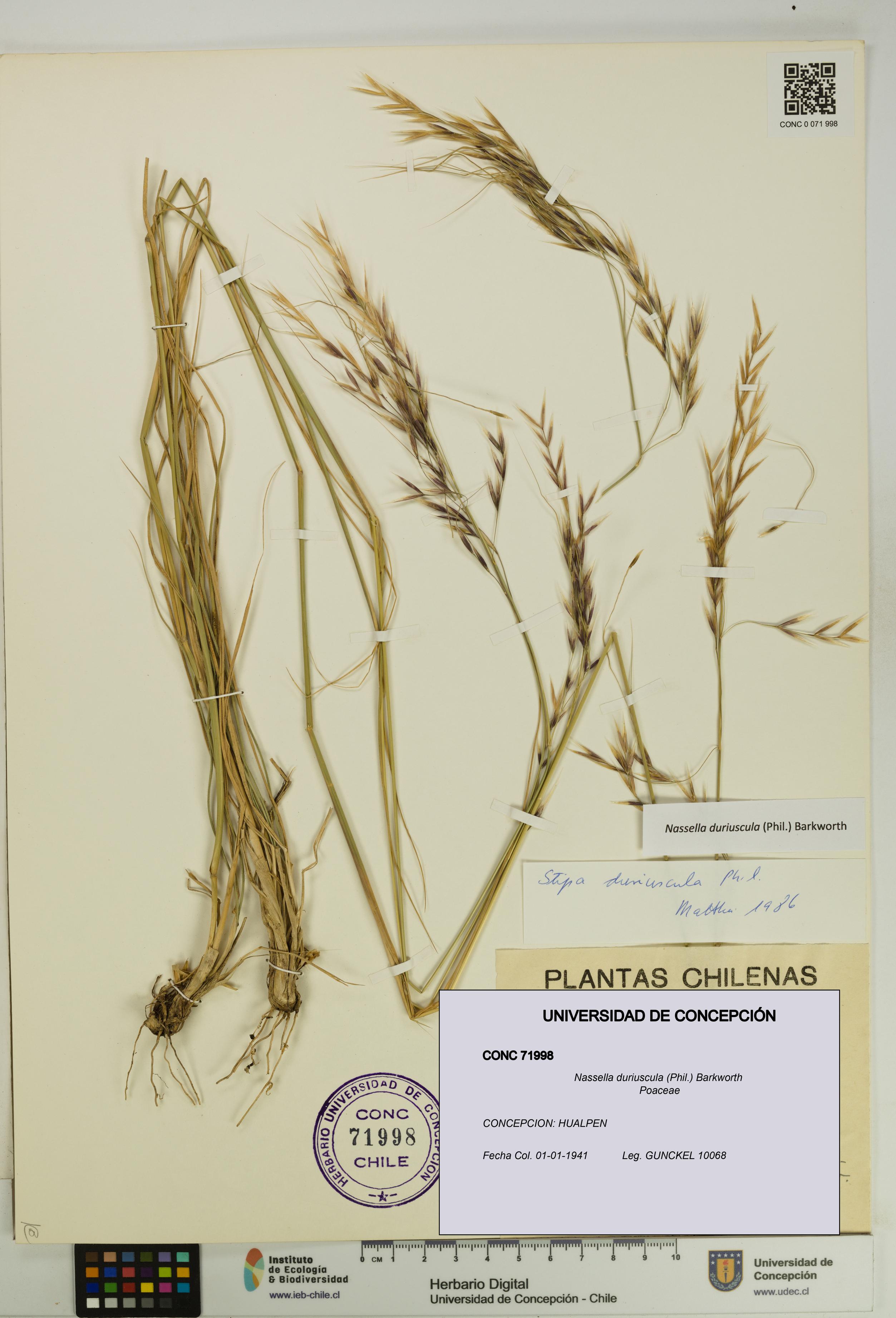 Nassella duriuscula [Espécimen: UDEC:CONC:0071998]