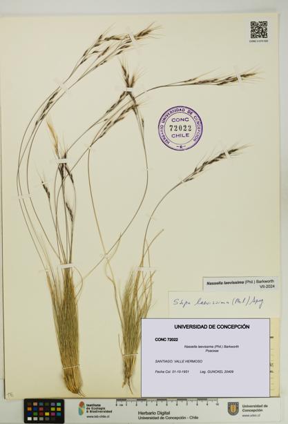 Nassella laevissima [Espécimen: UDEC:CONC:0072022]
