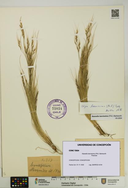 Nassella laevissima [Espécimen: UDEC:CONC:0072024]